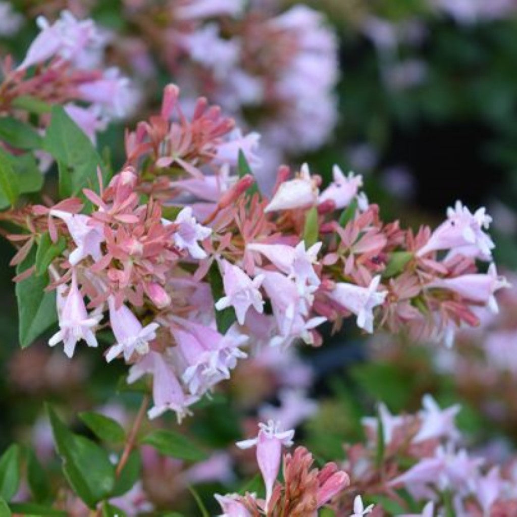 Abelia Rosy Charm