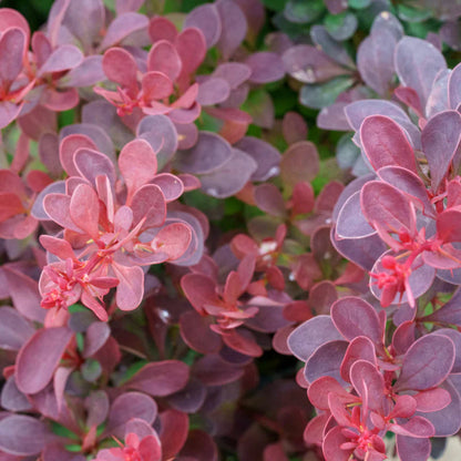 Royal Burgundy Barberry