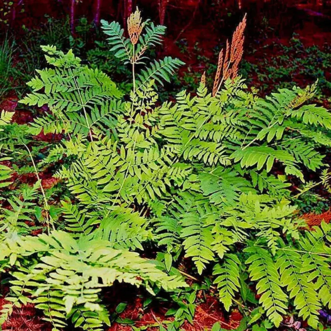 Osmunda Regalis Royal Fern - [CG]