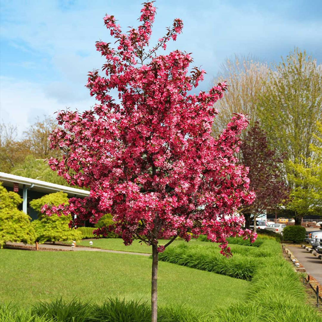 3-in-1 Crabapple Tree