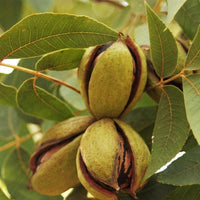 Freshly harvested Oconee pecans from a mature nut-bearing pecan tree