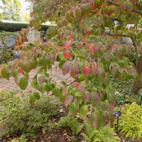 Rubra Pink Dogwood Tree under clear sky in full bloom