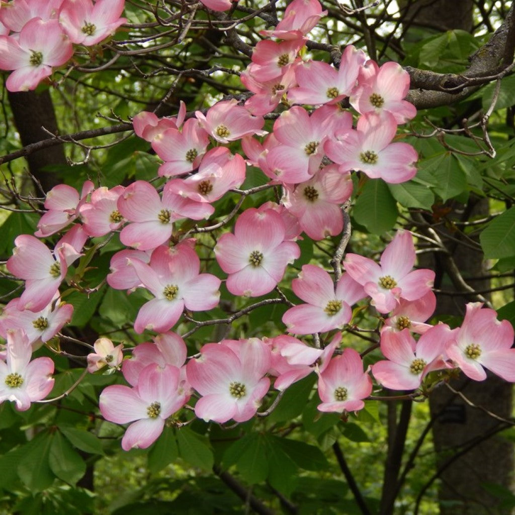 Rubra Pink Flowering Dogwood Tree