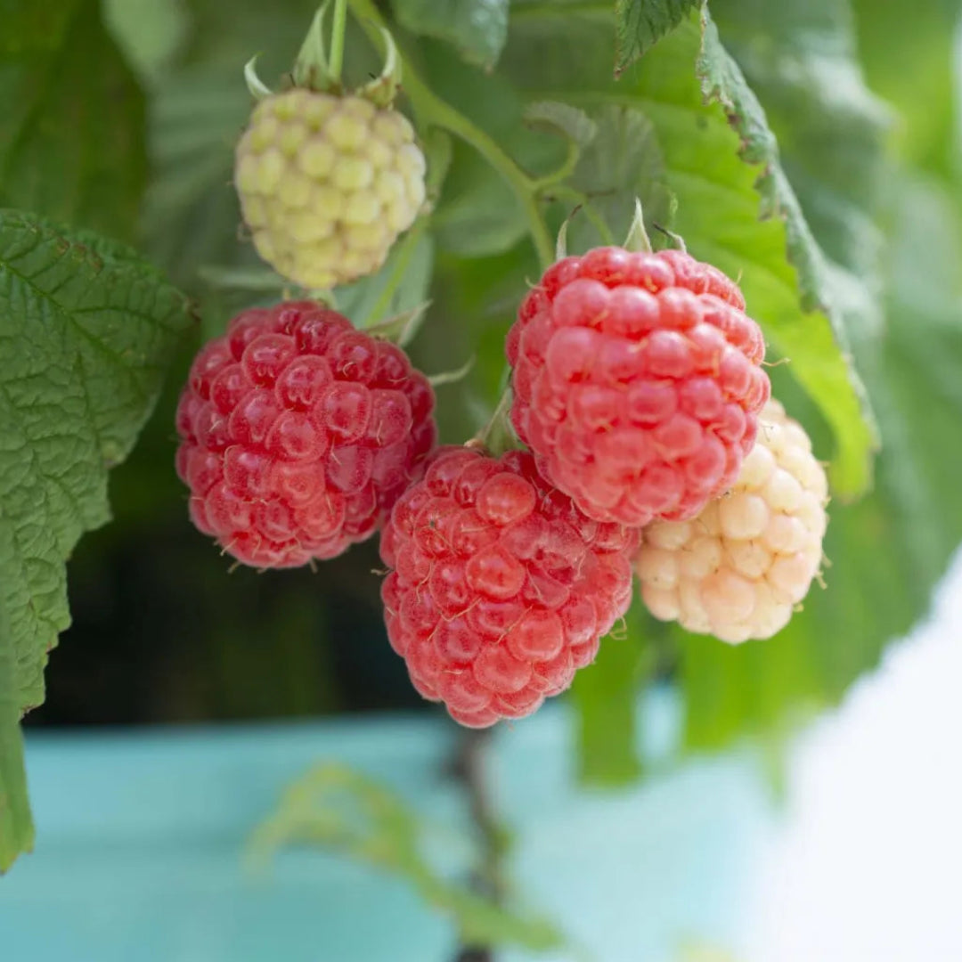 Shortcake Rasperry Buy Raspberry Shortcake Plants & Trees Online | Pixies Gardens