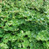 Christmas Fern Polystichum acrostichoides plant