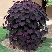 Ruby Falls Weeping Redbud Tree