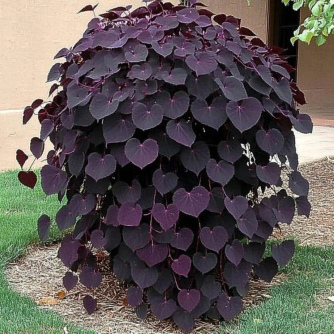 Ruby Falls Weeping Redbud tree showing cascading branches and deep purple foliage in a garden setting