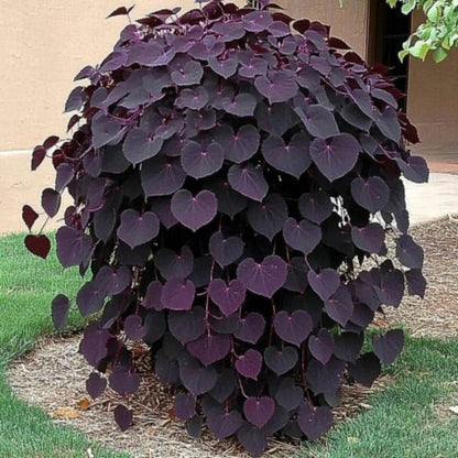 Ruby Falls Weeping Redbud tree showing cascading branches and deep purple foliage in a garden setting