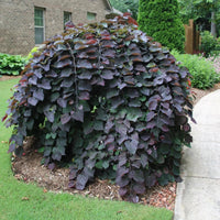 Full view of Ruby Falls Weeping Redbud tree highlighting its elegant drooping canopy and vibrant leaf color