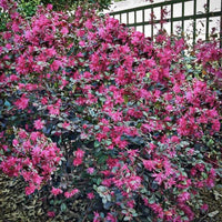 Ruby Loropetalum Chinese Fringe Flower
