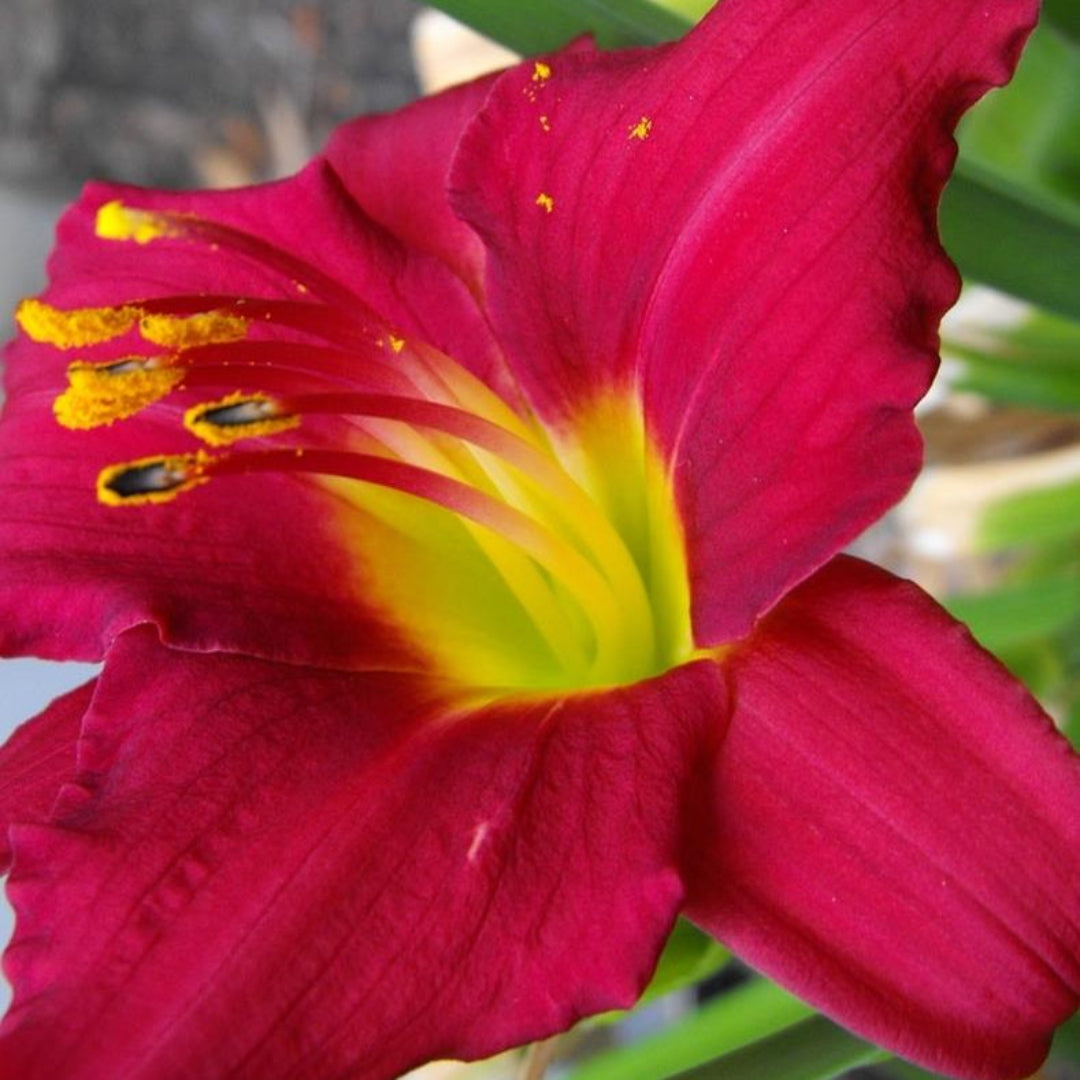 Hemerocallis Ruby Stella Daylily Multipack