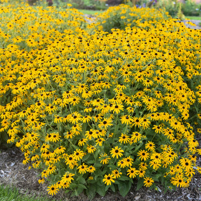 Rudbeckia &
