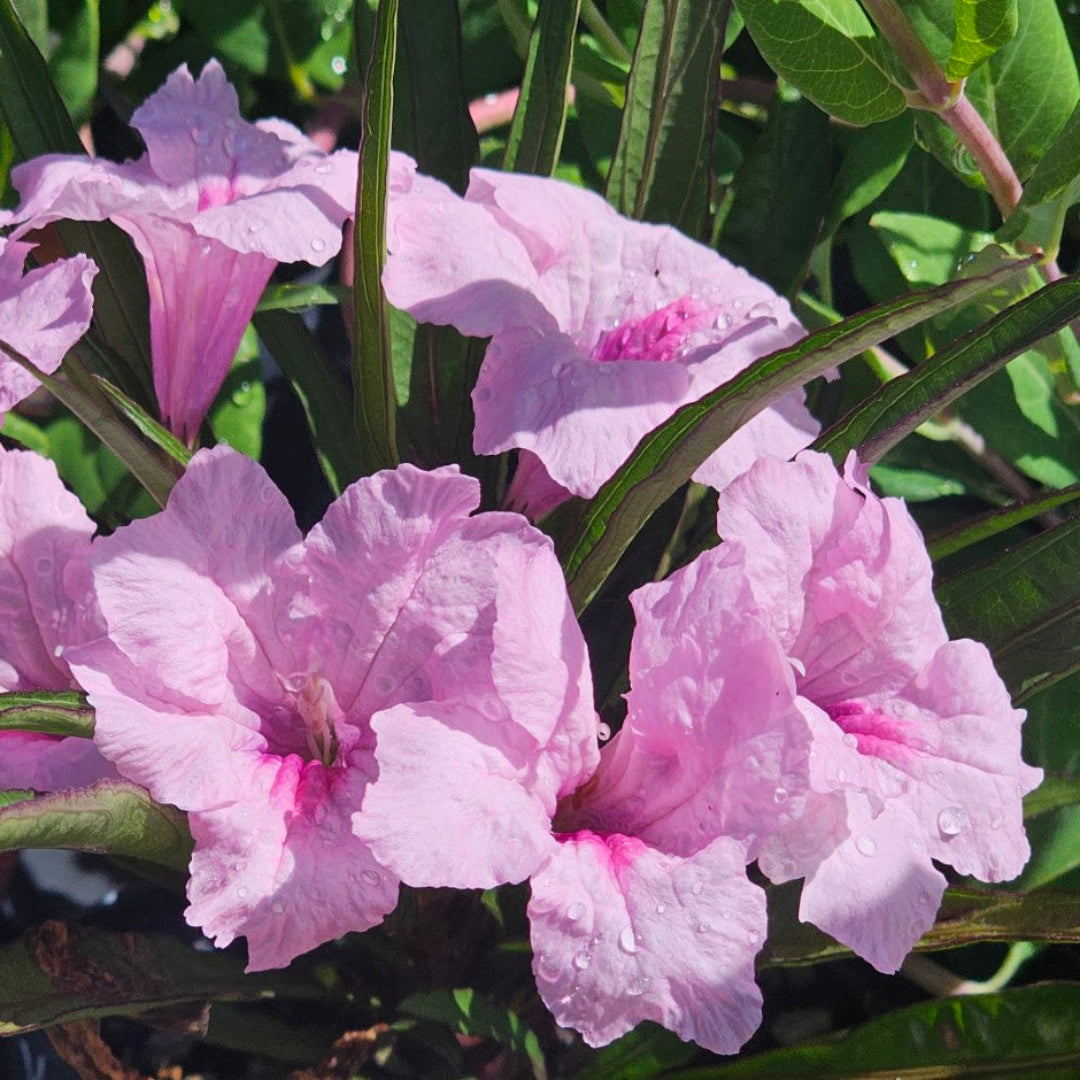 Ruellia brittoniana &