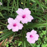 Ruellia brittoniana 'Compacta Pink' - [EG]