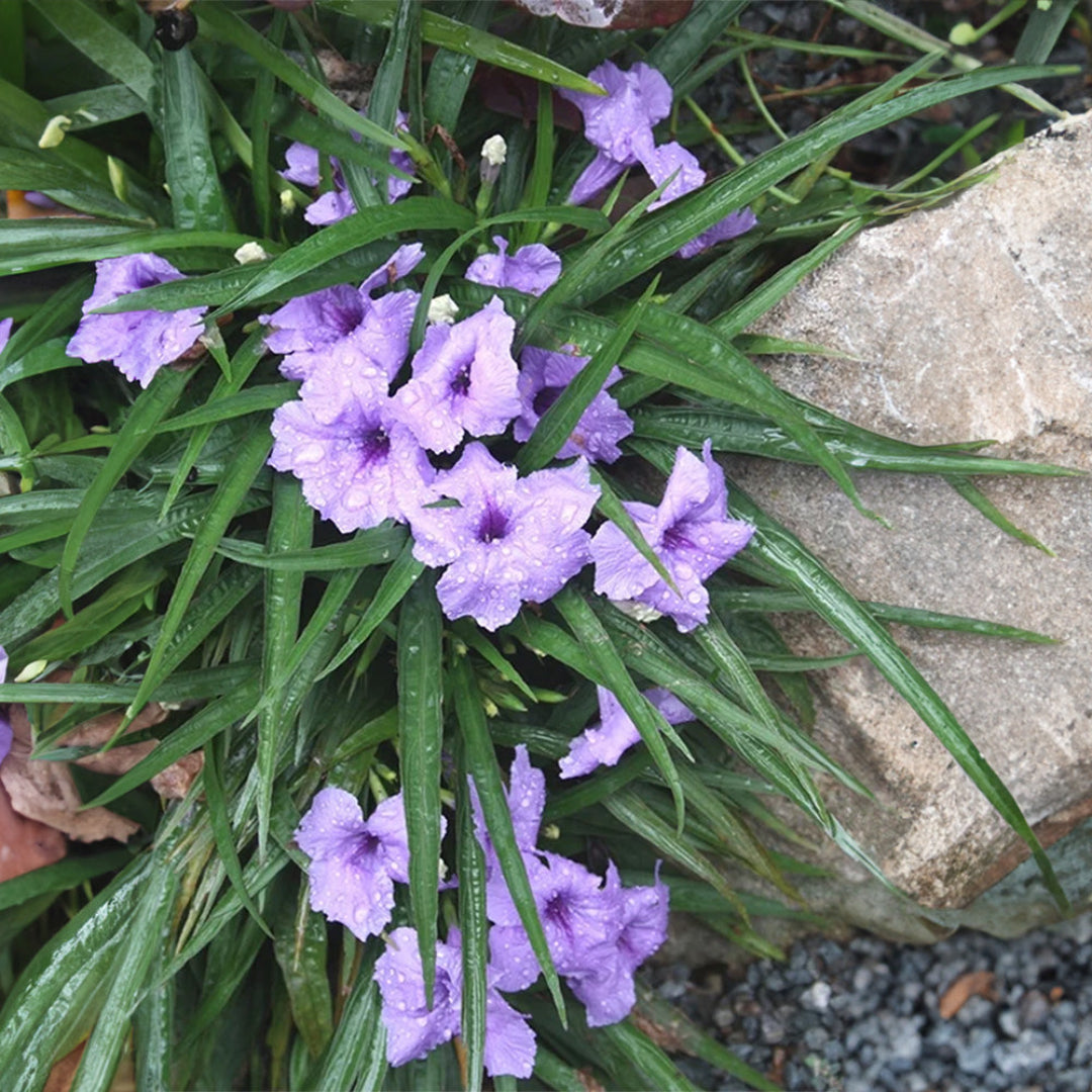 Dwarf Mexican Petunia – Compact Blue