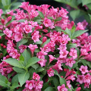 Florida Rumba Weigela