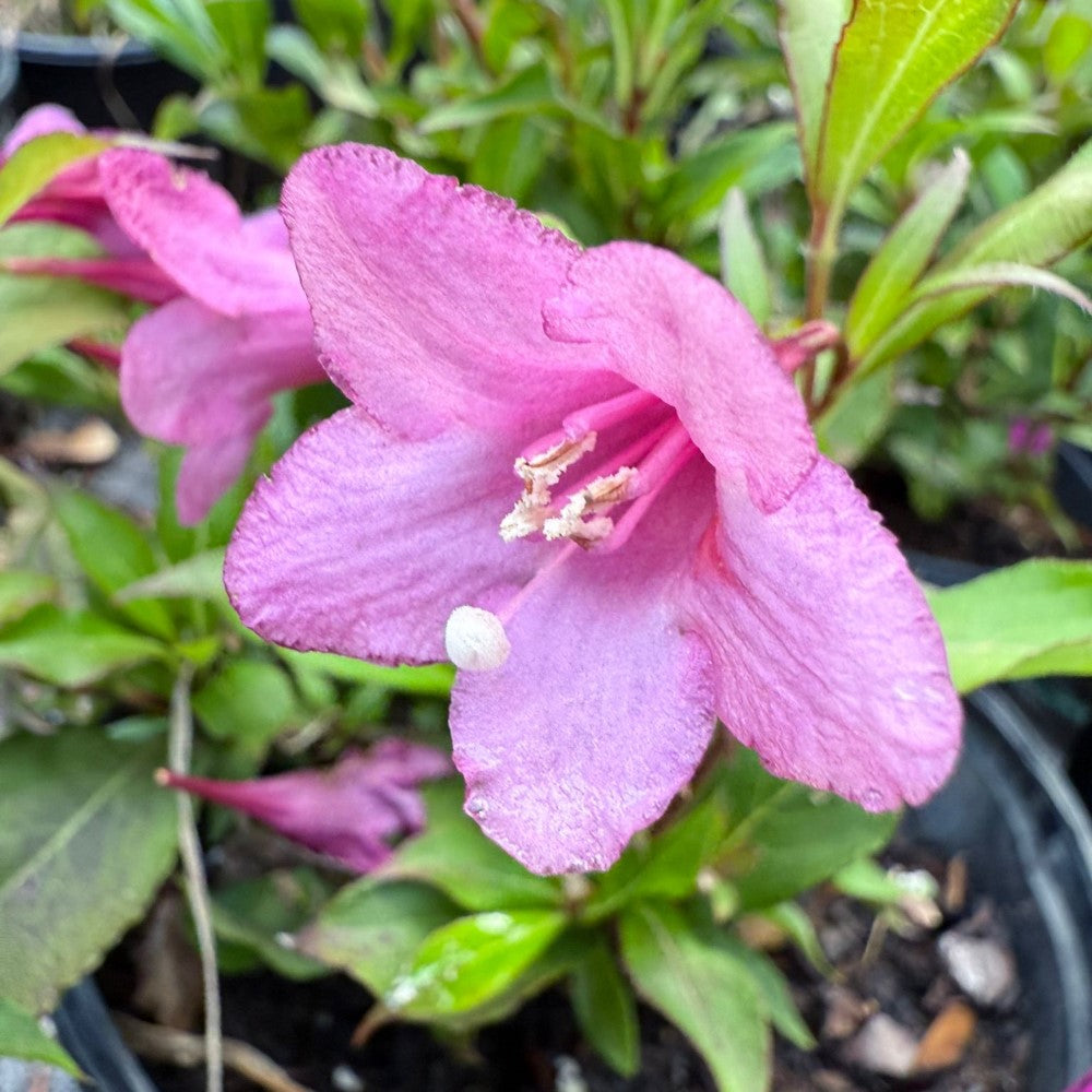 Florida Rumba Weigela