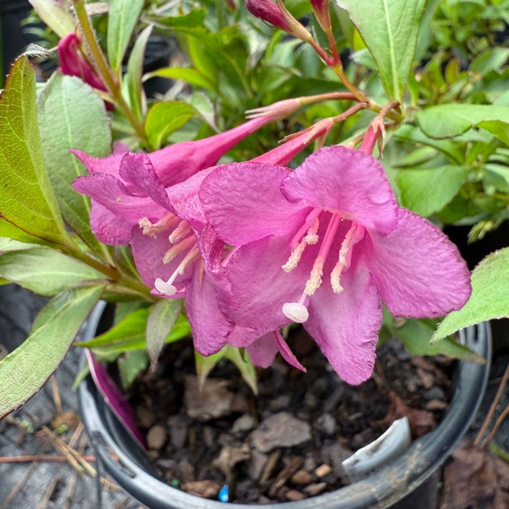 Florida Rumba Weigela