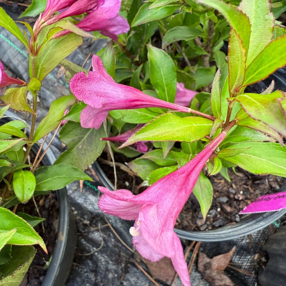 Florida Rumba Weigela