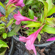 Florida Rumba Weigela