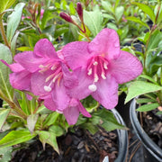 Florida Rumba Weigela