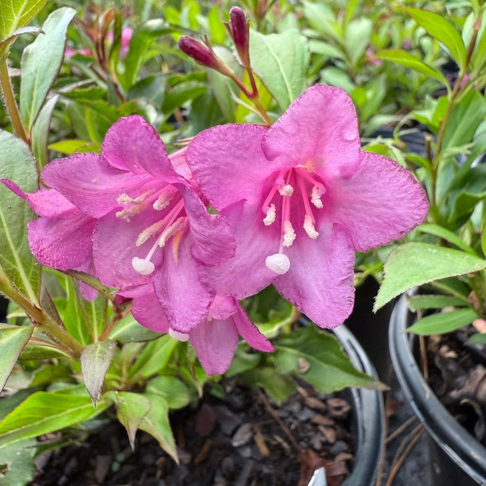 Florida Rumba Weigela