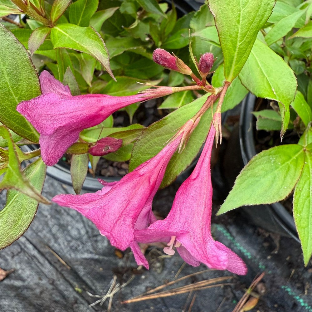 Florida Rumba Weigela