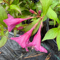 Florida Rumba Weigela