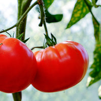 Tomato Plant 'Rutgers'