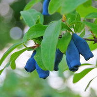 Healthy honeyberry plant displaying fresh green foliage and natural upright growth habit