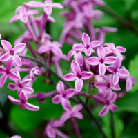 Bloomerang Lilac 'Dark Purple'