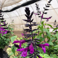 Salvia guarantica Bodacious 'Smokey Jazz' - [EG]