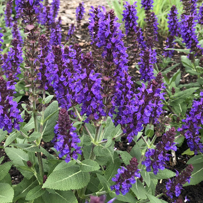 Salvia nemorosa &