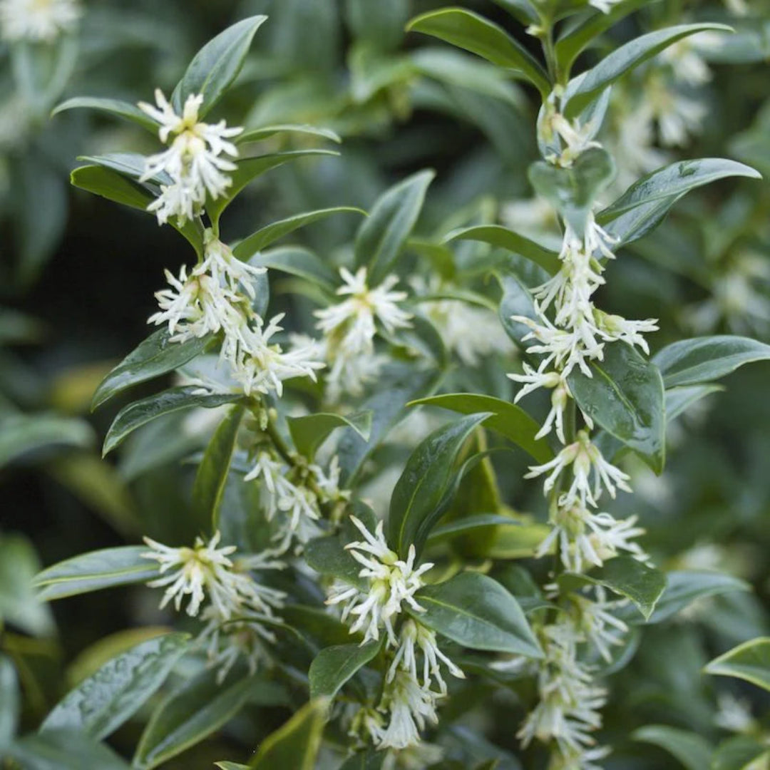 Sarcococca Sweet Box