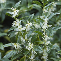 Sweet Box Sarcococca shrub in nursery pot ready for planting