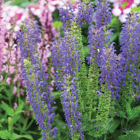 Salvia nemorosa Sallyrosa 'April Night' - [EG]