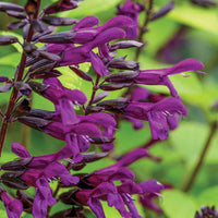 Salvia guarantica Bodacious 'Smokey Jazz' - [EG]