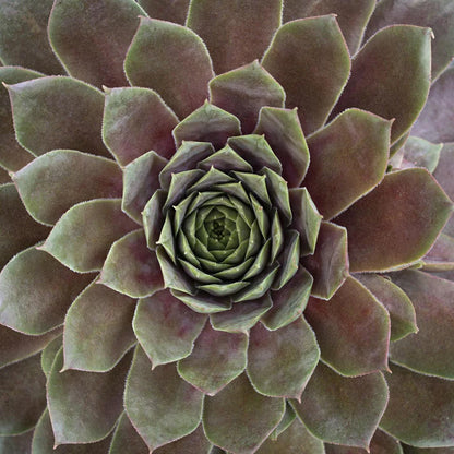 Sempervivum Supersemp® &