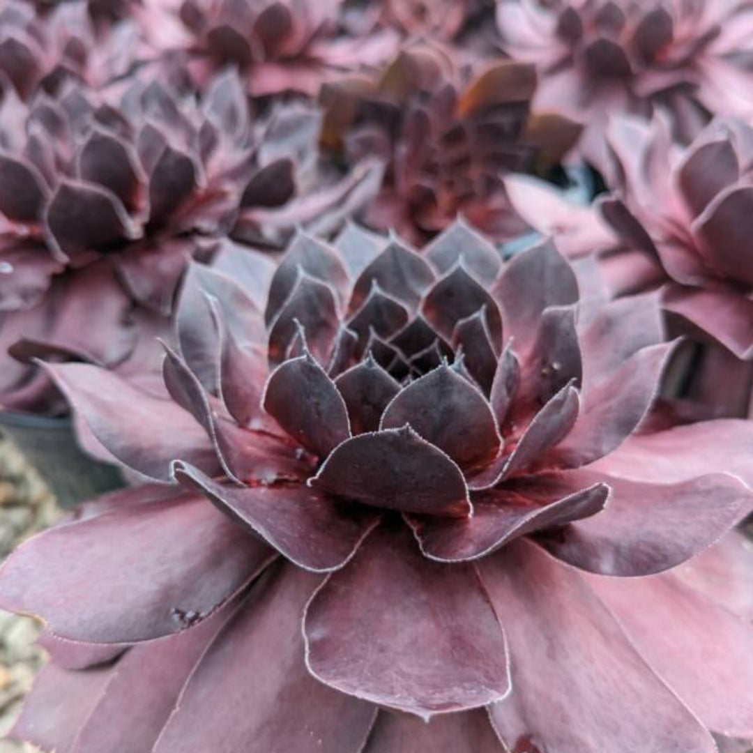 Sempervivum Supersemp® &