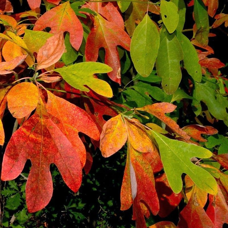 Sassafras Tree ( Spring Pre-Order )