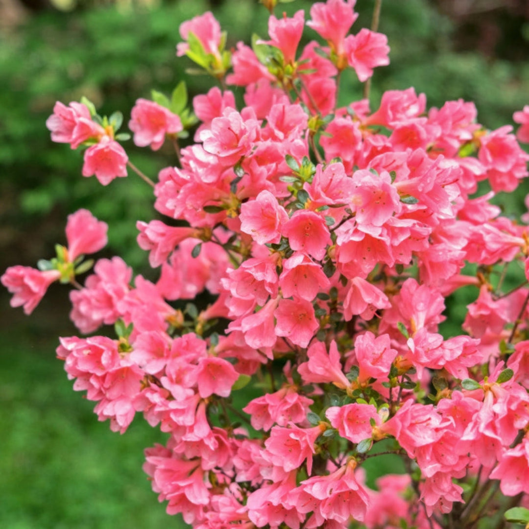 Coral Bells plant with colorful heuchera foliage in garden setting