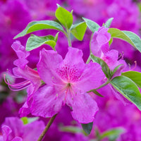 Royalty encore azalea