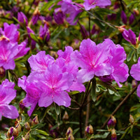 Royalty encore azalea