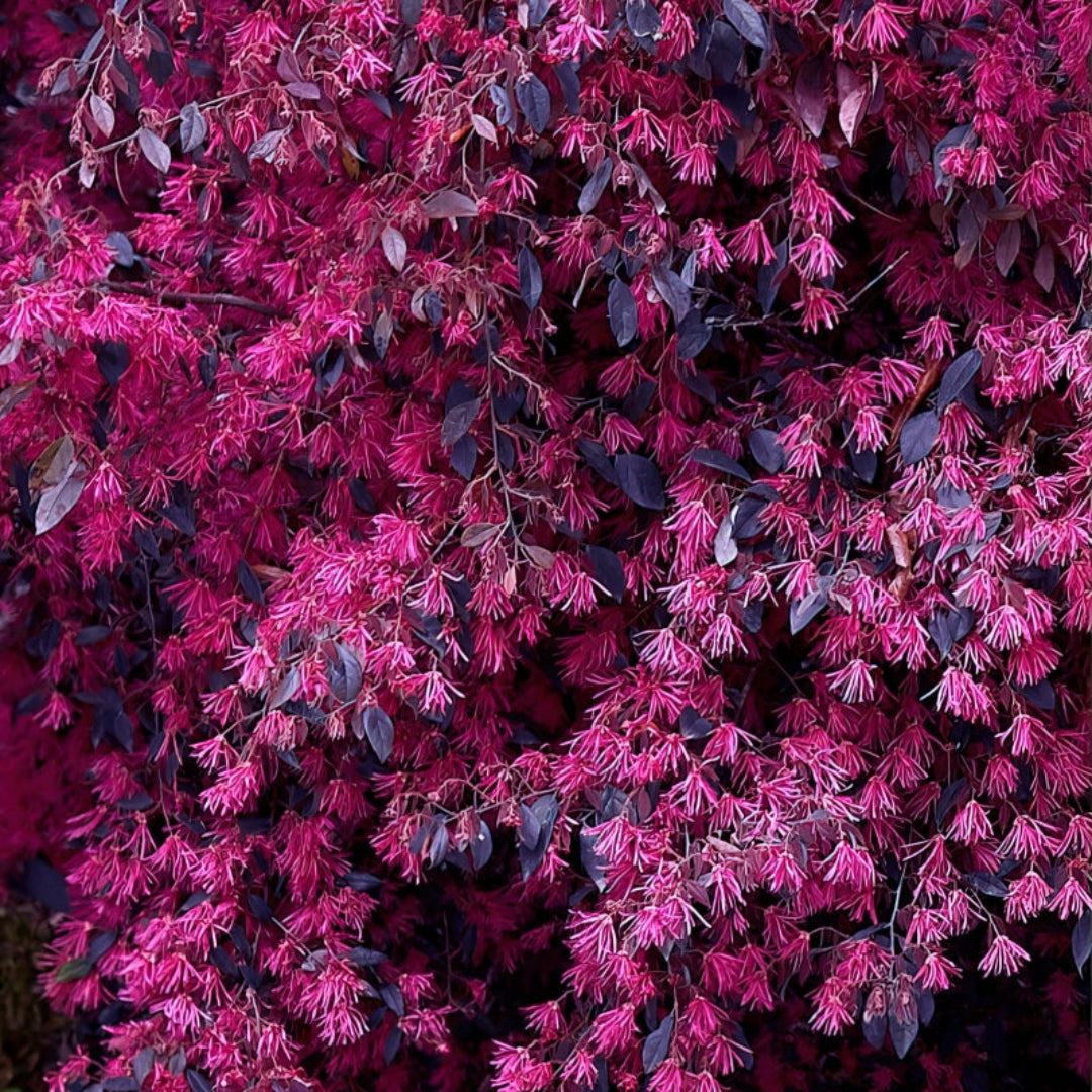 Red Chocolate Loropetalum