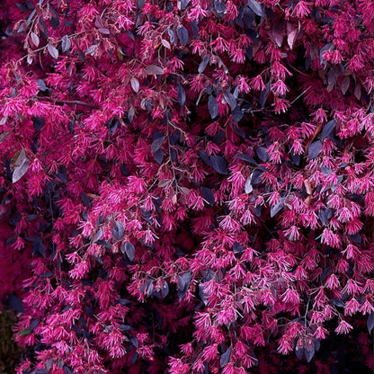 Red Chocolate Loropetalum
