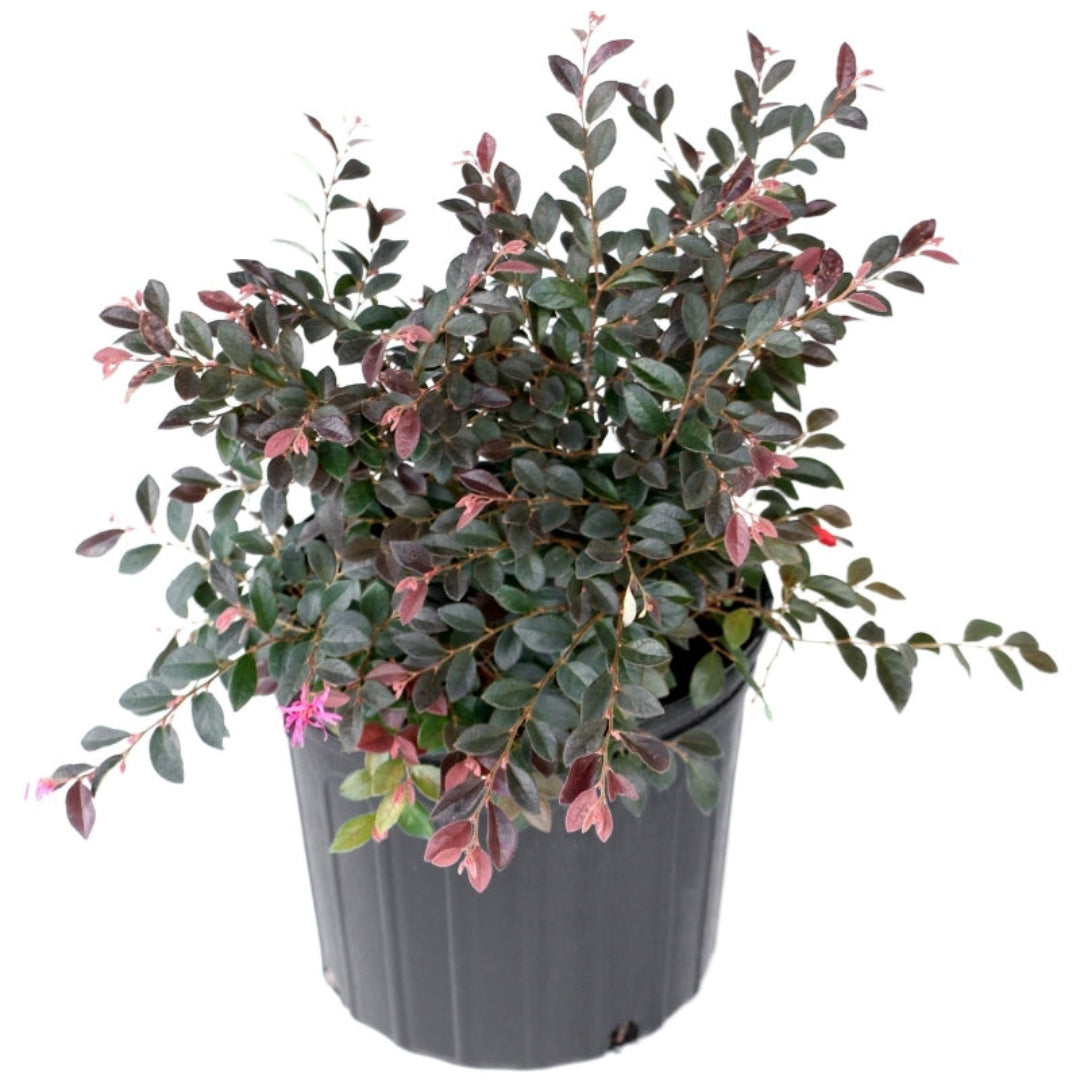Red Chocolate Loropetalum