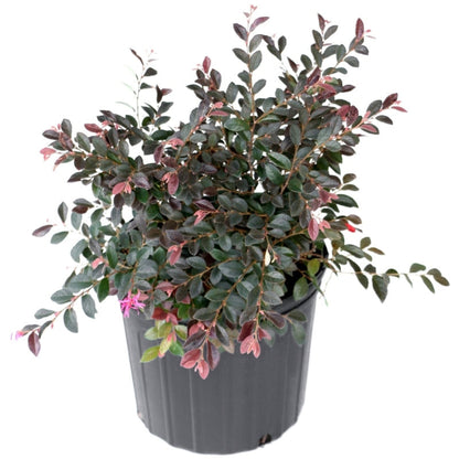 Red Chocolate Loropetalum