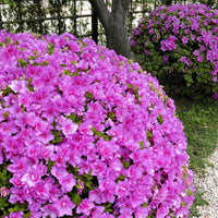 Bloom N Again Lavender Twist Azalea