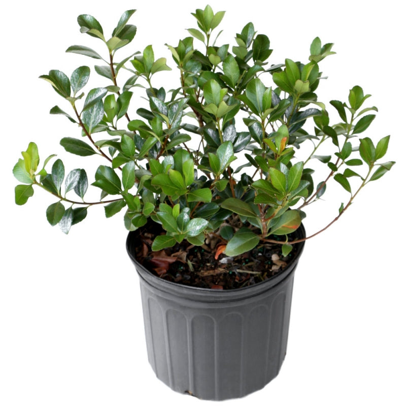 Snowcap Indian Hawthorn