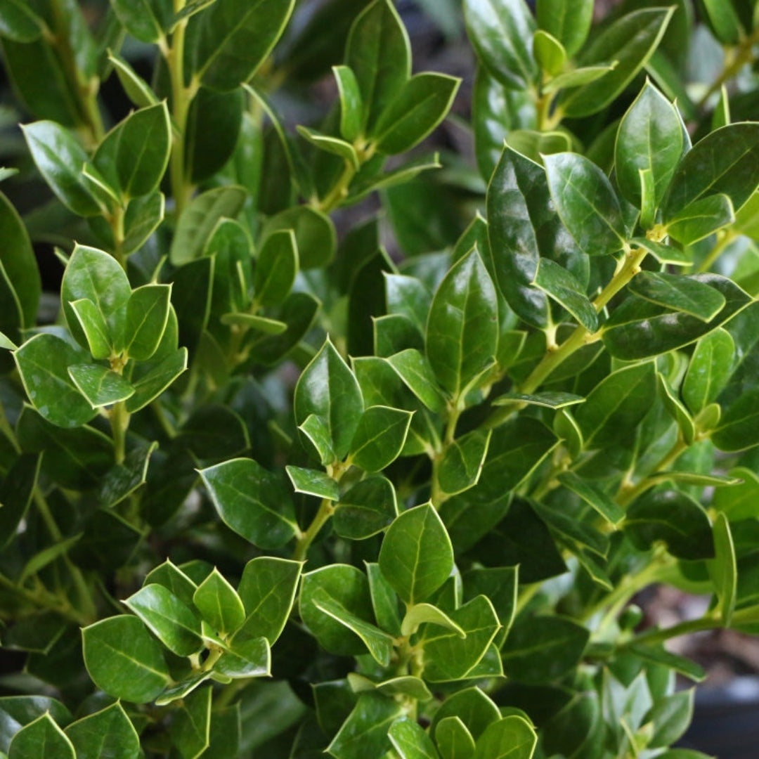 Needlepoint Holly Shrub